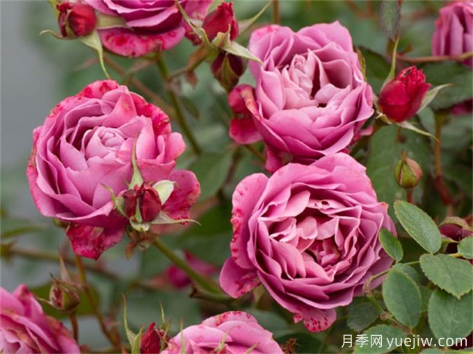 推荐7个花期超长的月季品种,而且勤花多头(图5) 推荐7个花期超长的月季品种,而且勤花多头(图5)