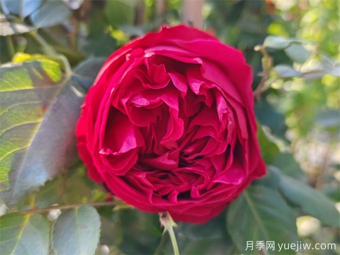 推荐7个花期超长的月季品种,而且勤花多头(图6) 推荐7个花期超长的月季品种,而且勤花多头(图6)