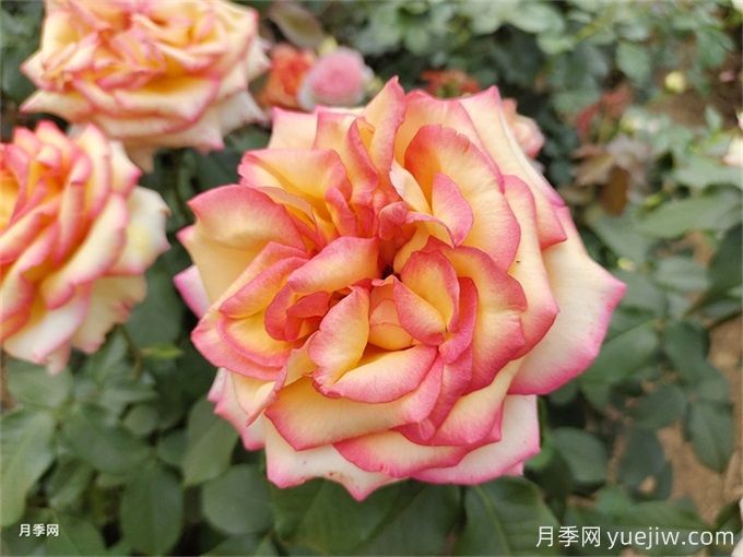 月季花期控制(图1) 月季花期控制(图1)