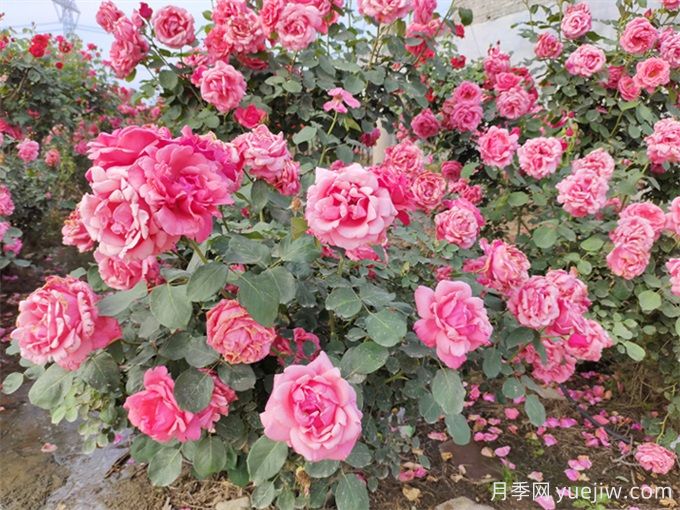 月季花期可以施肥吗?月季施肥全指南(图1) 月季花期可以施肥吗?月季施肥全指南(图1)