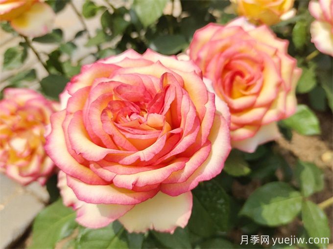 月季花期可以施肥吗?月季施肥全指南(图2) 月季花期可以施肥吗?月季施肥全指南(图2)