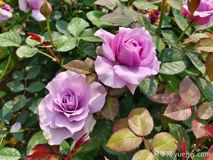 月季花期可以施肥吗?月季施肥全指南(图3) 月季花期可以施肥吗?月季施肥全指南(图3)