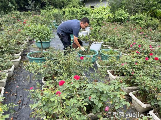 金九银十，如何做好月季管护？(图1)