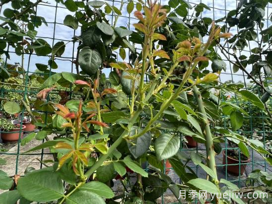 金九银十，如何做好月季管护？(图2)