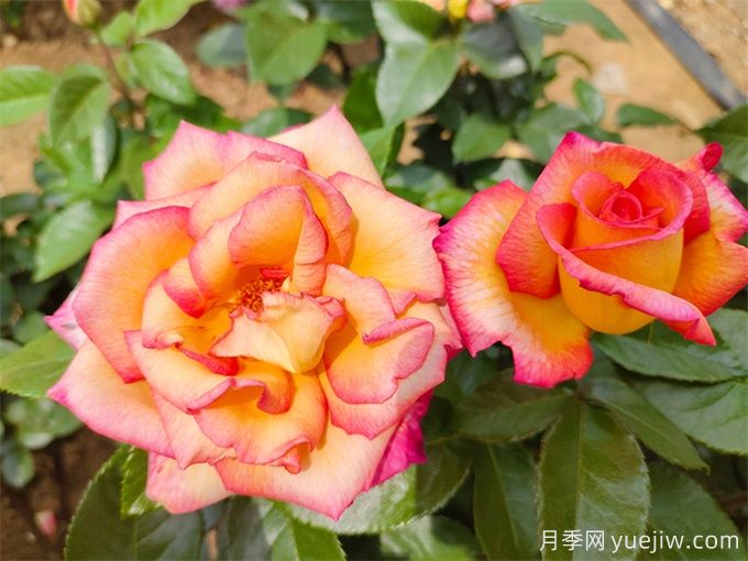 为什么月季开花和宣传图不一样呢?(图1) 为什么月季开花和宣传图不一样呢?(图1)