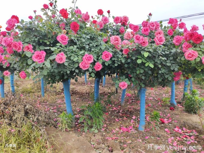 月季常见病害有哪些?月季病害防治手册(图2) 月季常见病害有哪些?月季病害防治手册(图2)