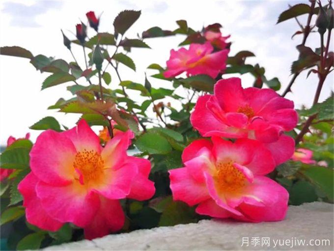 浙江杭州人的专属浪漫，2024高架月季10月迎来盛花期(图2)