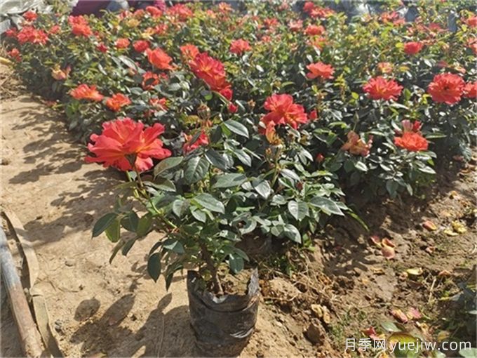 浙江杭州人的专属浪漫，2024高架月季10月迎来盛花期(图3)