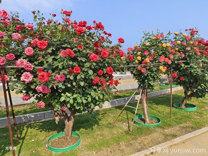 保证苗木100%存活的十大绝招(图1) 保证苗木100%存活的十大绝招(图1)