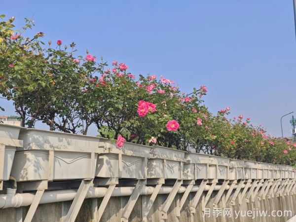 嘉兴月季:万千月季扮靓南湖桥梁!(图1) 嘉兴月季:万千月季扮靓南湖桥梁!(图1)