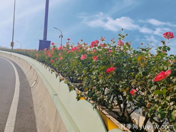 嘉兴月季:万千月季扮靓南湖桥梁!(图2) 嘉兴月季:万千月季扮靓南湖桥梁!(图2)