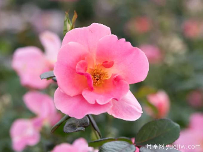 一千个愿望月季(图1) 一千个愿望月季(图1)