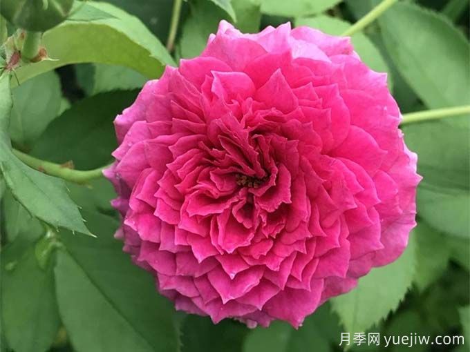 无双月季/独一无二月季(图2) 无双月季/独一无二月季(图2)