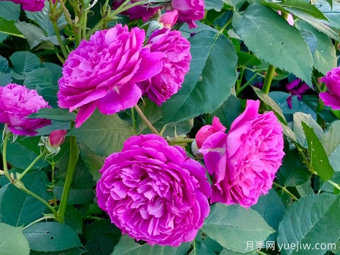 无双月季/独一无二月季(图3) 无双月季/独一无二月季(图3)