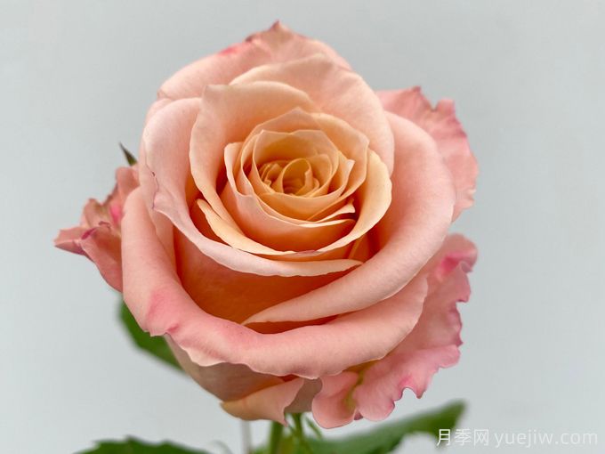 微光月季,美丽的杏粉色玫瑰(图2) 微光月季,美丽的杏粉色玫瑰(图2)