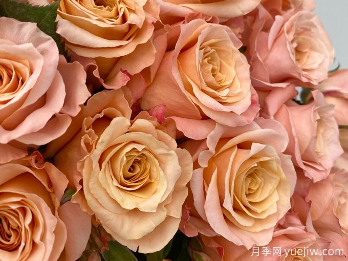 微光月季(图2) 微光月季(图2)