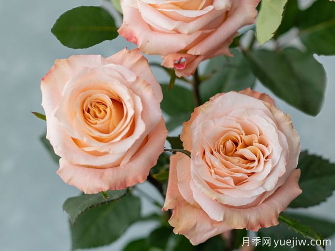 微光月季(图3) 微光月季(图3)