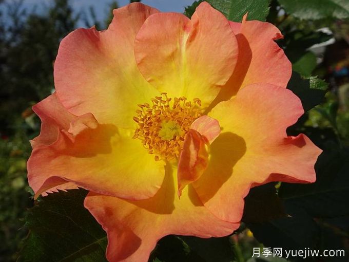 摩登日出月季(图1) 摩登日出月季(图1)