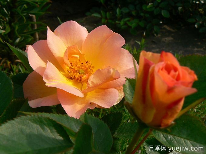 摩登日出月季(图2) 摩登日出月季(图2)