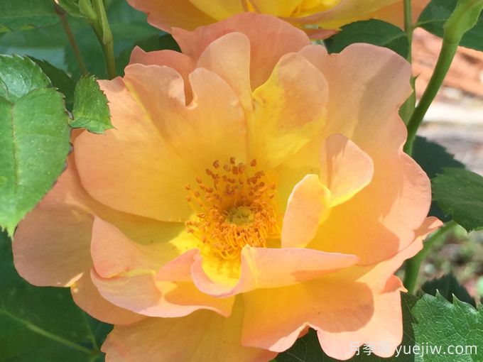 摩登日出月季(图3) 摩登日出月季(图3)