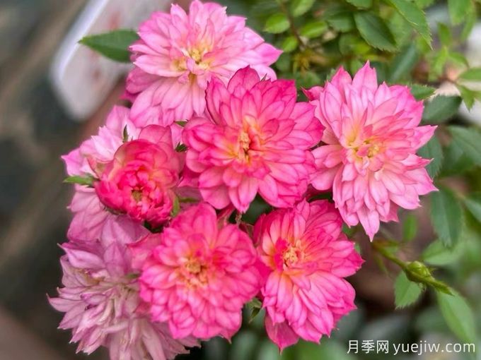 瑾荷玲珑月季/瑾荷(图1) 瑾荷玲珑月季/瑾荷(图1)