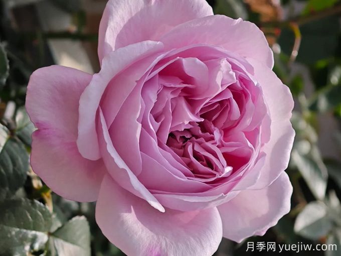 卡伦月季(图1) 卡伦月季(图1)