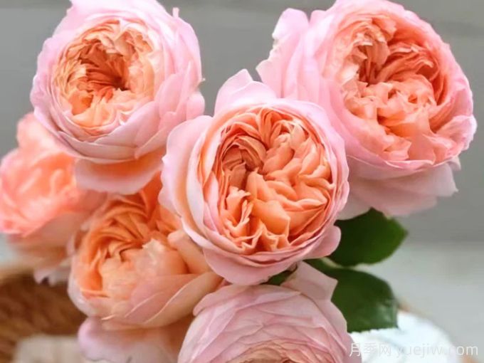 果酱月季,皮实且耐热不输果汁阳阳台(图1) 果酱月季,皮实且耐热不输果汁阳阳台(图1)