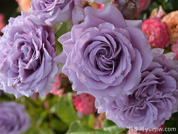 李林塔尔月季(图2) 李林塔尔月季(图2)