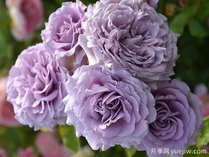 李林塔尔月季(图1) 李林塔尔月季(图1)