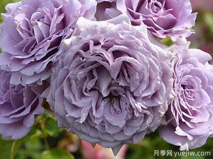 李林塔尔月季(图3) 李林塔尔月季(图3)