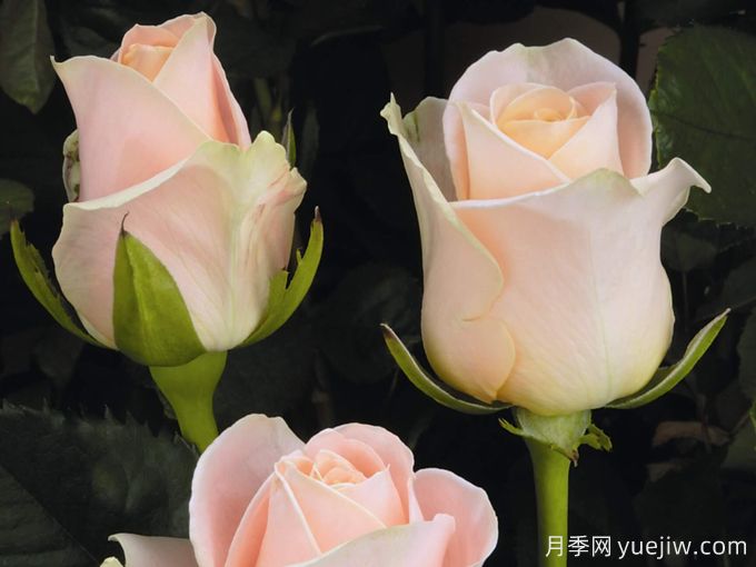 开司米月季(图2) 开司米月季Cashmere(图2)