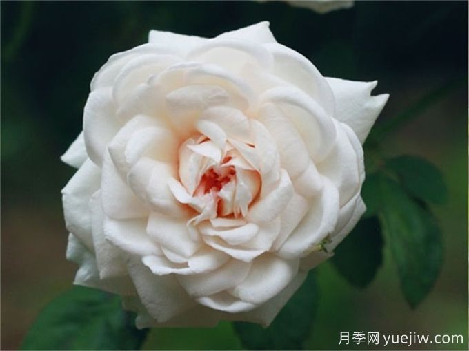 40种中国古老月季汇总(图1) 40种中国古老月季汇总(图1)