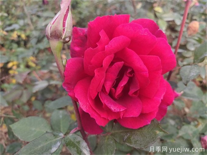 40种中国古老月季汇总(图3) 40种中国古老月季汇总(图4)