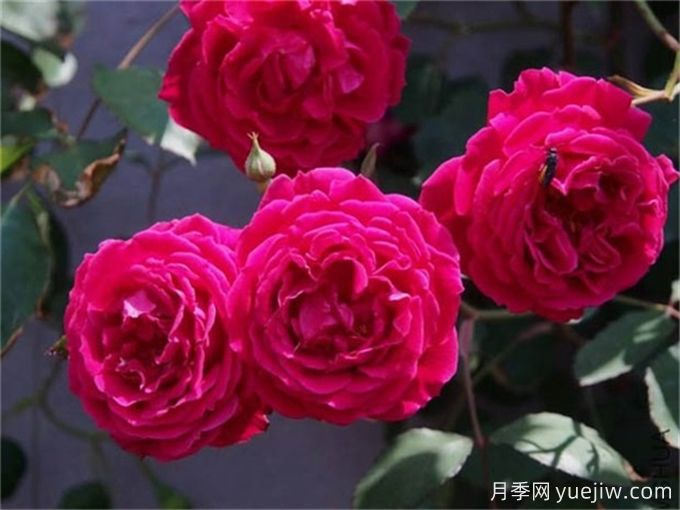 40种中国古老月季汇总(图3) 40种中国古老月季汇总(图3)