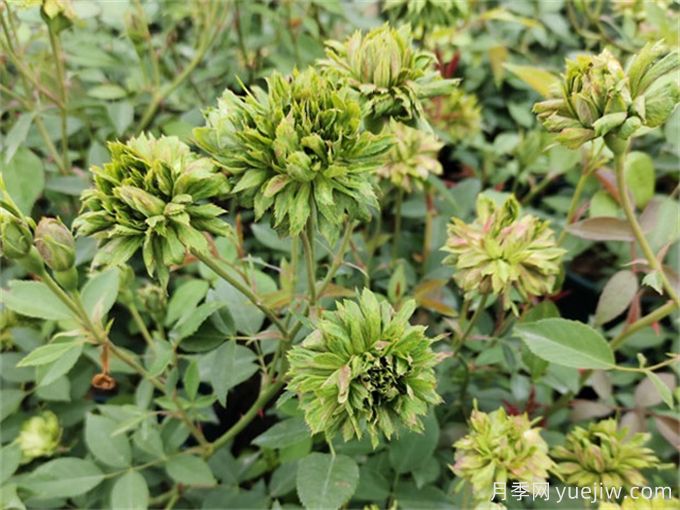 40种中国古老月季汇总(图5) 40种中国古老月季汇总(图5)