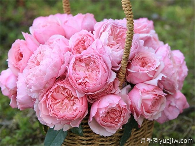 月季病害为什么这么多?药物可以一起混合喷吗?(图2) 月季病害为什么这么多?药物可以一起混合喷吗?(图2)