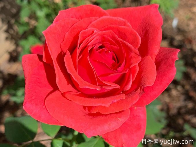 科曼奇月季(图1) 科曼奇月季(图1)