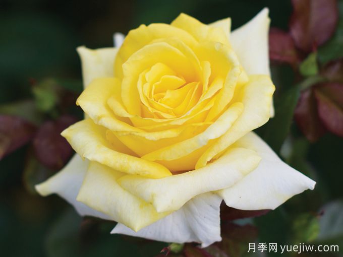 莱蒙迪尼月季/莱蒙蒂尼(图2)