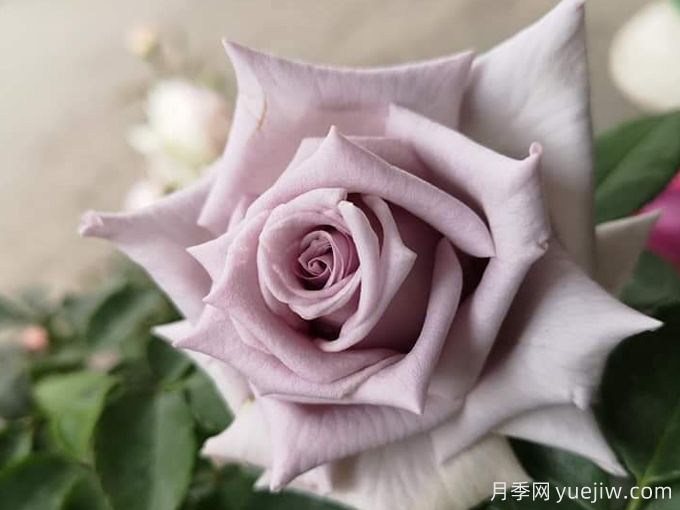 蓝莓城堡月季(图1) 蓝莓城堡月季(图1)