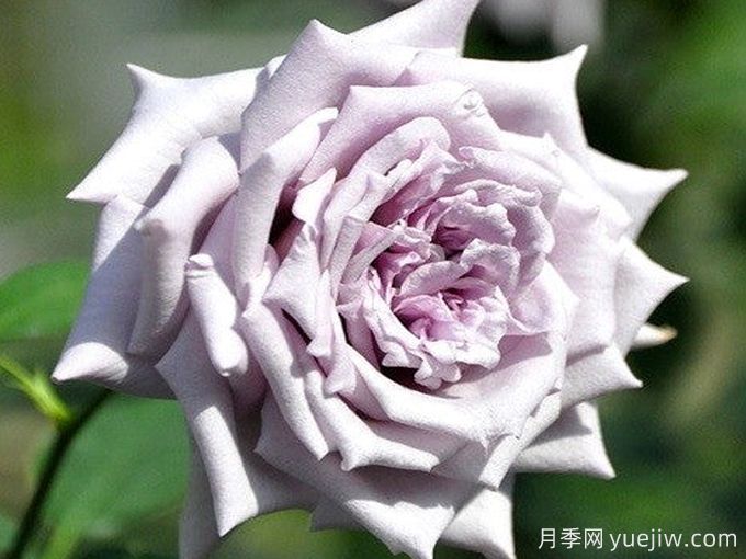 蓝莓城堡月季(图2) 蓝莓城堡月季(图2)