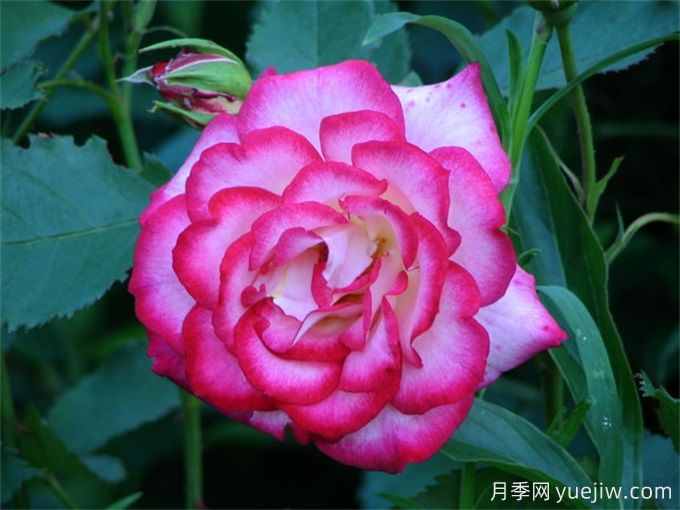 伦特娜月季(图1) 伦特娜月季(图1)