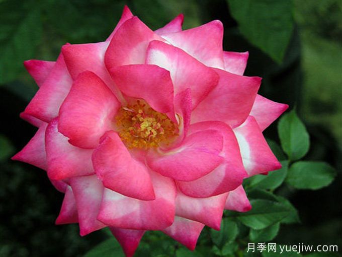 伦特娜月季(图2) 伦特娜月季(图2)