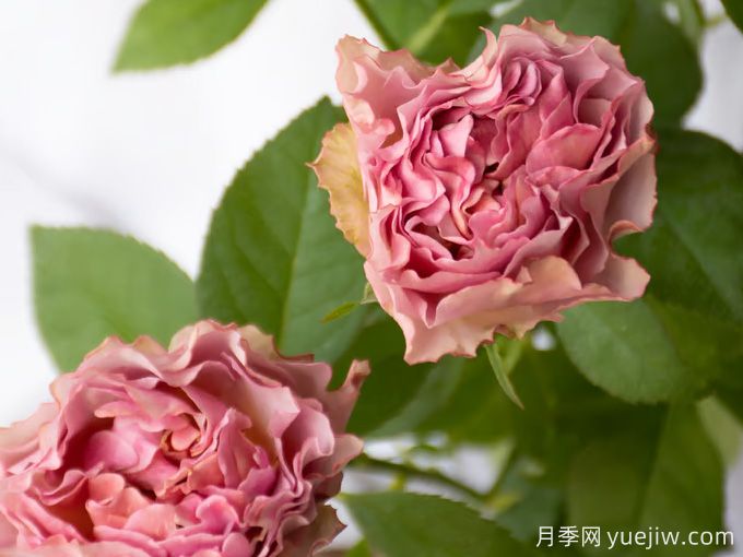 落日余晖月季(图2)