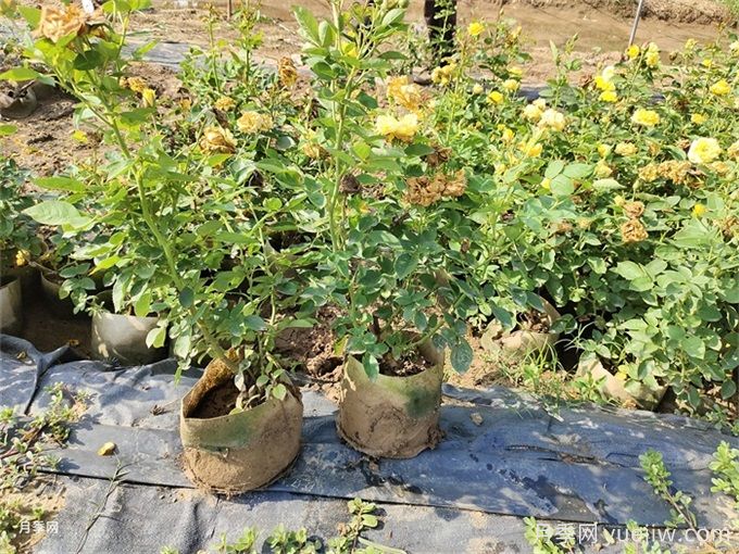 夏天月季叶片枯萎焦黄怎么办？(图2)