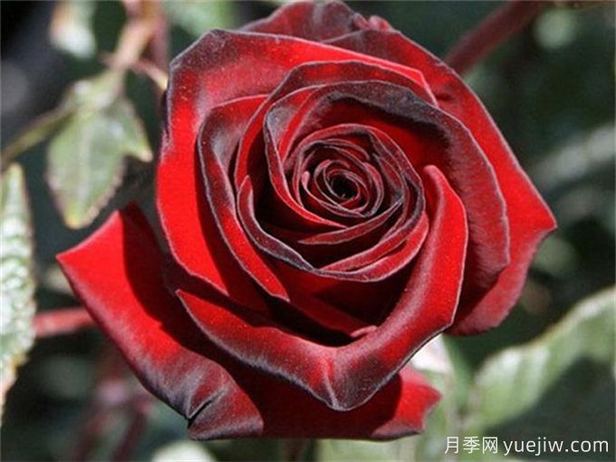 分享30款黑色月季品种(图1) 分享30款黑色月季品种(图1)