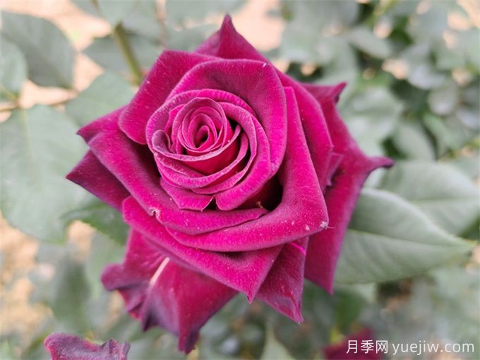 分享30款黑色月季品种(图3) 分享30款黑色月季品种(图3)