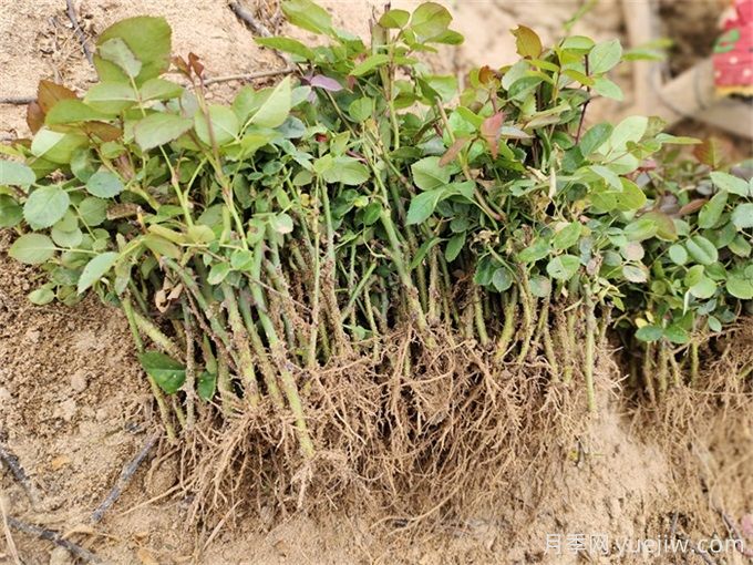 园林植物月季的扦插(图1) 园林植物月季的扦插(图1)