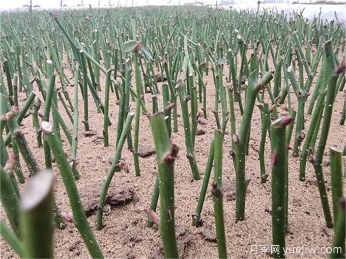 园林植物月季的扦插(图2) 园林植物月季的扦插(图2)