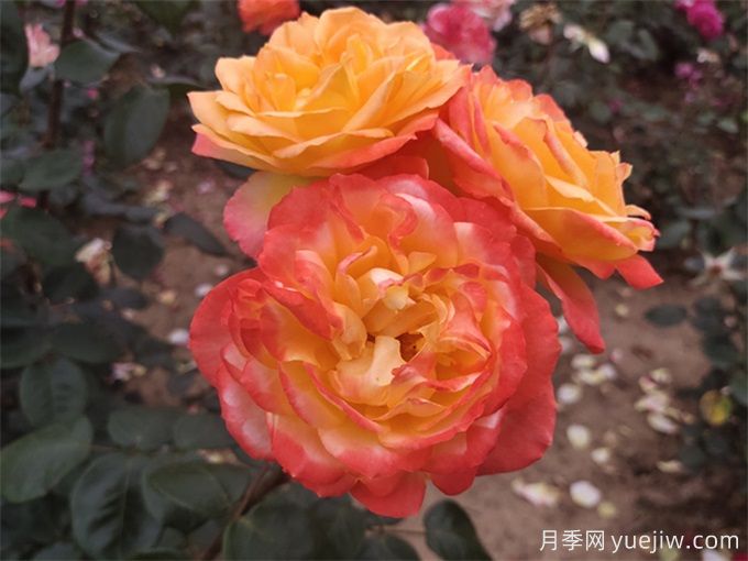 养了很长时间的月季,却一直不开花?(图2) 养了很长时间的月季,却一直不开花?(图2)