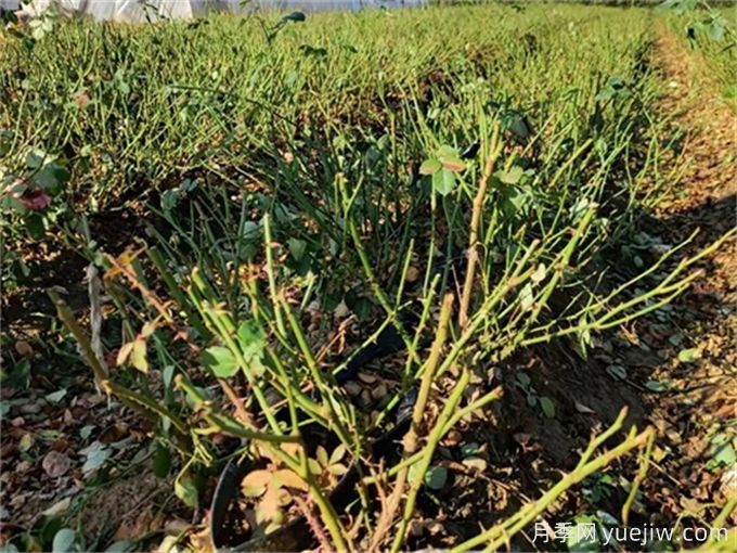 月季冬季如何管理?冬季养月季的注意问题(图1) 月季冬季如何管理?冬季养月季的注意问题(图1)